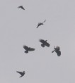 /album/my-local-birding-gallery/common-buzzard-being-mobbed-over-the-reserve-jpg1/